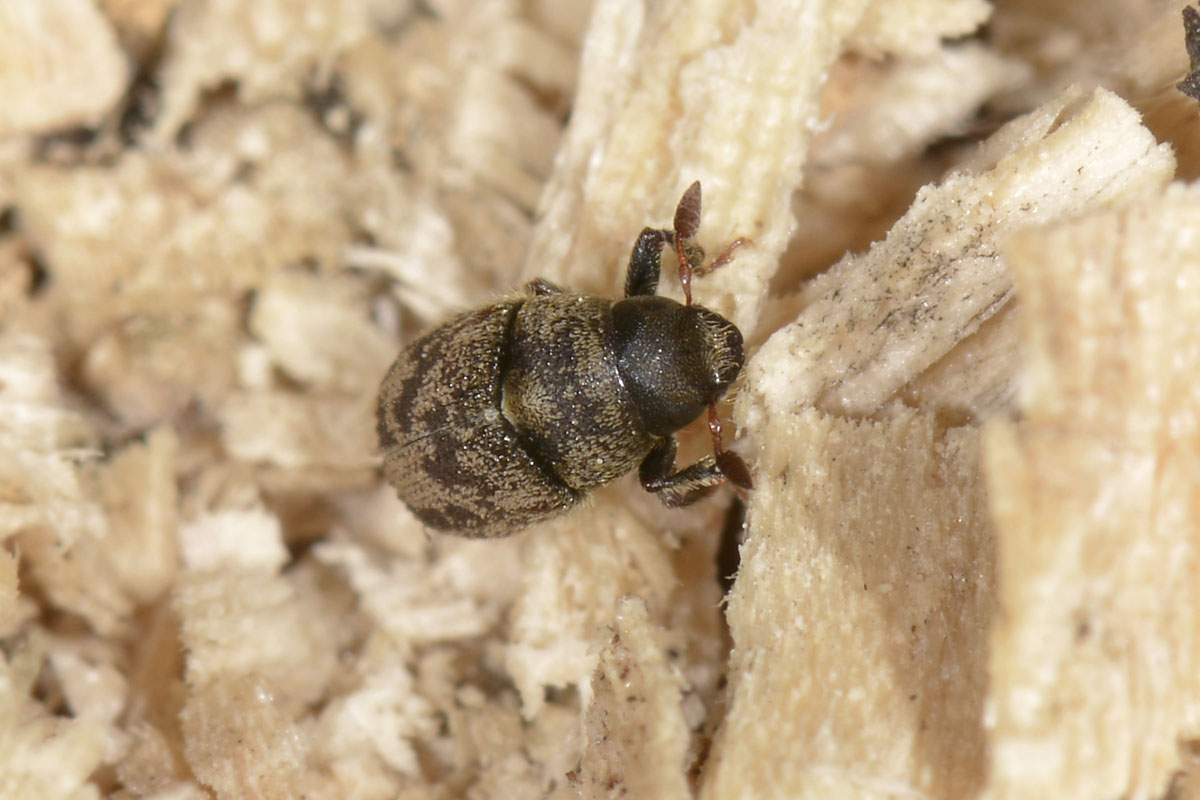 Hylesinus fraxini?